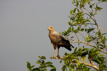 Savanna Hawk, buteogallus meridionalis, Los Lianos in Venezuela