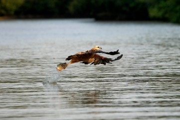 Black-collared Hawk, busarellus nigricollis in Flight, Fishing in River, Los Lianos in Venezuela