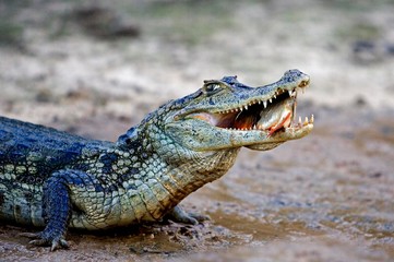 Spectacled Caiman, caiman crocodilus, Catching Fish in River, Los Lianos in Venezuela