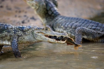 Spectacled Caiman, caiman crocodilus, Catching Fish in River, Los Lianos in Venezuela