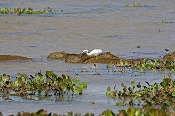 Capybara, hydrochoerus hydrochaeris with Great White Egret, egretta alba, Los Lianos in Venezuela