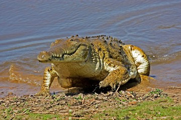 Orinoco Crocodile, crocodylus intermedius, Adult emerging from River, Los Lianos in Venezuela