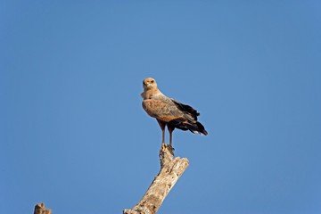 Savanna Hawk, buteogallus meridionalis, Los Lianos in Venezuela
