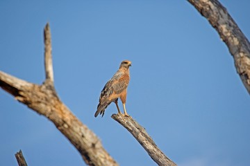 Savanna Hawk, buteogallus meridionalis, Los Lianos in Venezuela