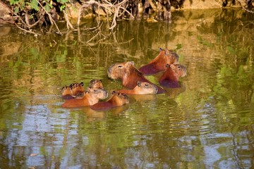 Capybara, hydrochoerus hydrochaeris, Group standing in river, Los Lianos in Venezuela