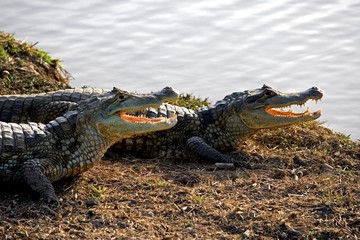 Spectacled Caiman, caiman crocodilus, with Open Mouth Regulating Body Temperature, Los Lianos in Venezuela - obrazy, fototapety, plakaty