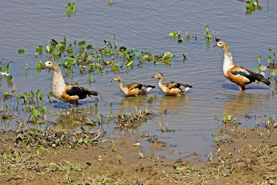 Orinoco Goose, neochen jubata, Pair with Chicks, Los Lianos in Venezuela