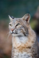 European Lynx, felis lynx, Portrait of Adult