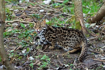 Naklejka na ściany i meble Leopard Cat, prionailurus bengalensis, Snarling