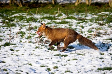 Red Fox, vulpes vulpes, Adult running on snow, Normandy