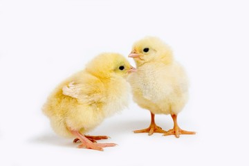 Chicks against White Background