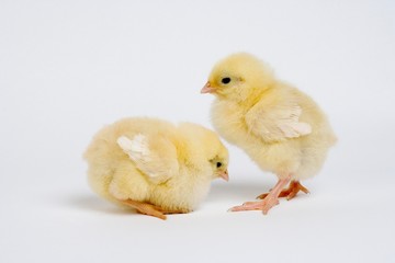 Chicks against White Background