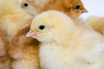 Chicks against White Background