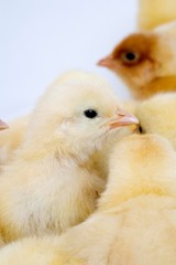 Chicks against White Background
