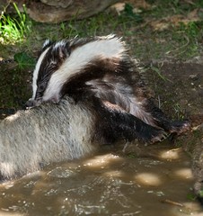 European Badger, meles meles having Bath, Normandy © slowmotiongli