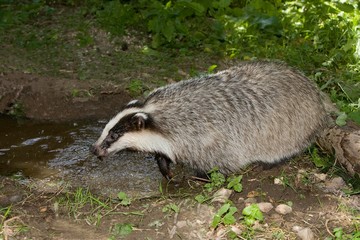 European Badger, meles meles, Normandy © slowmotiongli