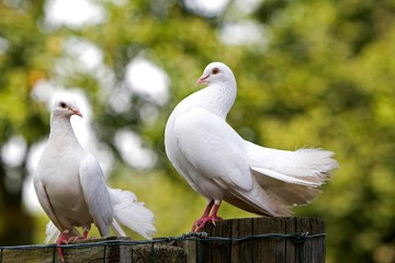 White Fantail Pigeon, Normandy