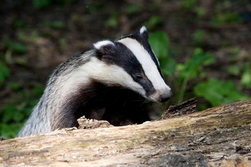 European Badger, meles meles, Normandy