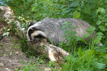European Badger, meles meles, Normandy © slowmotiongli