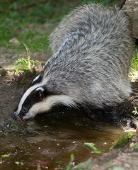 European Badger, meles meles, Normandy © slowmotiongli