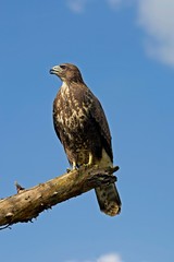 Common Buzzard, buteo buteo standing on Branch, Normandy
