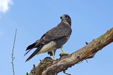 Common Buzzard, buteo buteo standing on Branch, Normandy