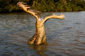 Spectacled Caiman, caiman crocodilus, Los Lianos in Venezuela, Digital composite