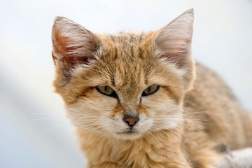Fototapeta na wymiar Portrait of Sand Cat, felis margarita