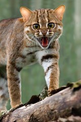 Naklejka na ściany i meble Rusty-Spotted Cat, prionailurus rubiginosus Snarling on Branch