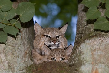 Fototapeta na wymiar European Lynx, felis lynx, Mother with Cub standing in Tree
