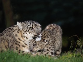 Fototapeta na wymiar Snow Leopard or Ounce, uncia uncia, Mother with Cub