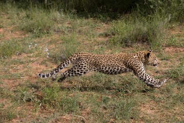 Obraz premium Leopard, panthera pardus, 4 Months Old Cub running, Namibia