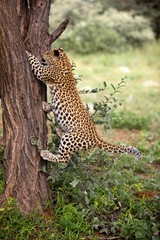 Fototapeta na wymiar Leopard, panthera pardus, 4 Months Old Cub Climbing Tree Trunk, Namibia