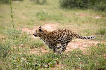Leopard, panthera pardus, 4 Months Old Cub running, Namibia
