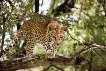 Leopard, panthera pardus, 4 Months Old Cub, Namibia