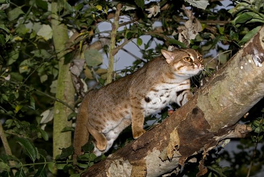 Rusty-Spotted Cat, prionailurus rubiginosus standing on Branch