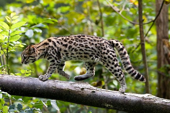 Tiger Cat or Oncille, leopardus tigrinus