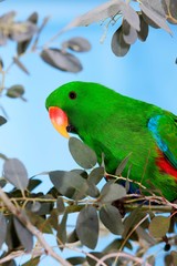 Eclectus Parrot, eclectus roratus, Male