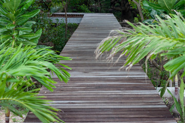 A wooden walkway in the mangrove forest for those who want to be close to nature.