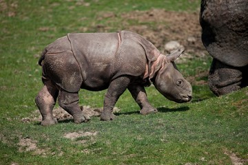 Indian Rhinoceros, rhinoceros unicornis, Male Calf