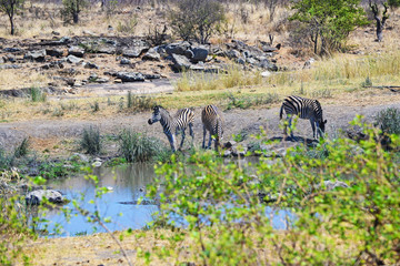 Fototapeta premium Zebras trinkend am Wasserloch im Krüger-Nationalpark