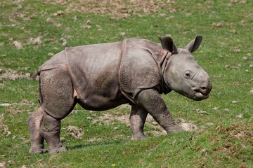 Indian Rhinoceros, rhinoceros unicornis, Male Calf
