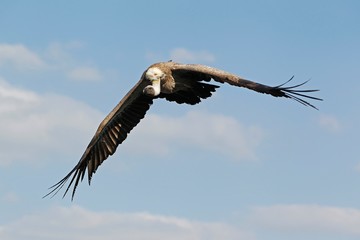 African White Backed Vulture, gyps africanus, Adult in Flight against Blue Sky