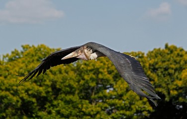 Marabou Stork, leptoptilos crumeniferus, Adult in Flight, Masai Mara Park in Kenya
