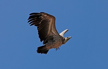 Fototapeta premium African White Backed Vulture, gyps africanus, Adult in Flight against Blue Sky