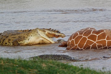 Nile Crocodile, crocodylus niloticus, Group on a Kill, a Reticulatd Giraffe drown in River, Samburu...