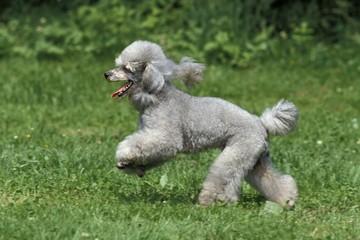 Grey Standard Poodle, Dog running on Grass