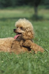 Fototapeta premium Apricot Standard Poodle, Mothert and Pup laying on Grass