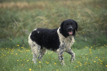 Frisian Water Dog standing on Grass