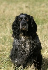 Blue Picardy Spaniel, Dog standing on Grass